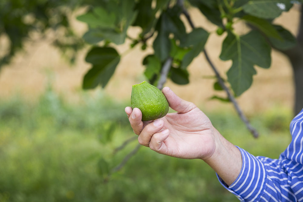 Picking figs from a tree in a park