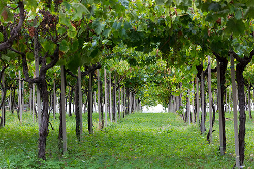 Wine Tour Frascati Castelli Romani area