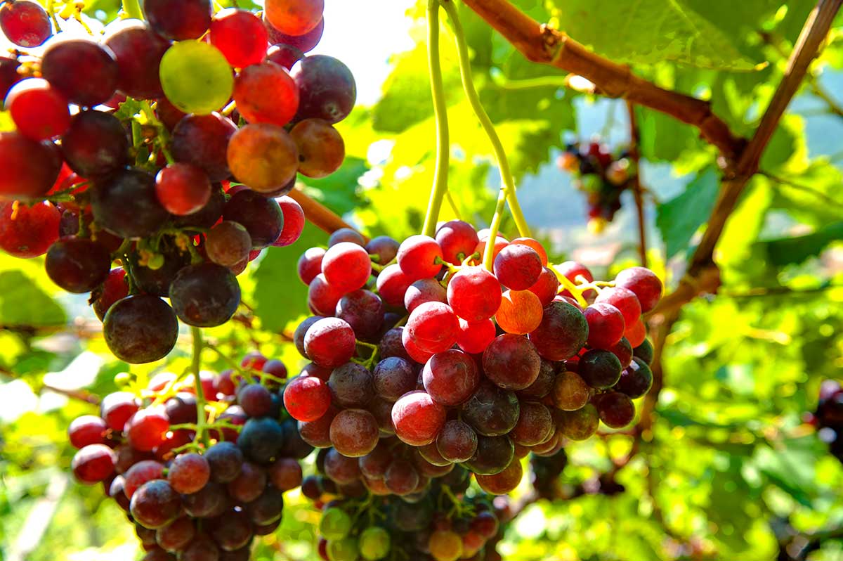 Red grapes on a vine